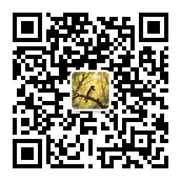 个人公众号-晓晓Z超级个体